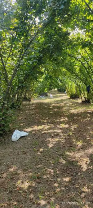 Оғуз, участок земли , продажа , 100 сот 