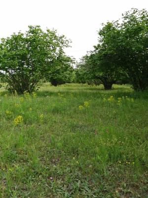 Гәбәлә, участок земли , продажа , 6 сот 