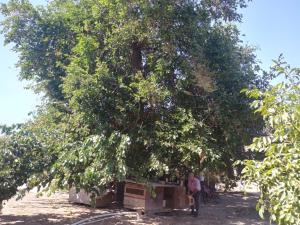 Бакы, участок земли , продажа , 20 сот , Сабунчу рајону