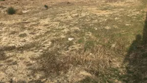 Абшерон, участок земли , продажа , 10 сот , Сарај