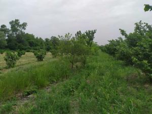 Хачмаз, участок земли , продажа , 120 сот 