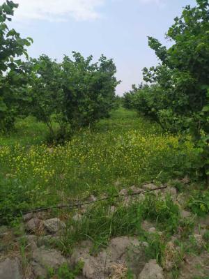 Хачмаз, участок земли , продажа , 120 сот 