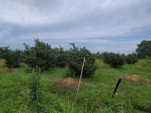 Хачмаз, участок земли , продажа , 120 сот 