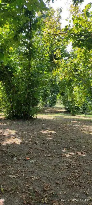 Оғуз, участок земли , продажа , 100 сот 