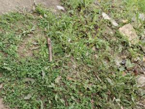 Ләнкәран, участок земли , продажа , 6 сот 