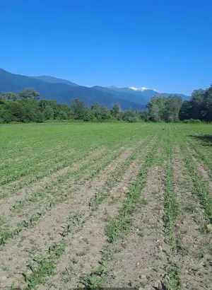 Гах, участок земли , продажа , 2600 сот 