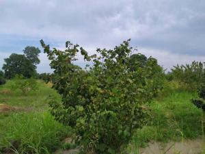 Хачмаз, участок земли , продажа , 120 сот 