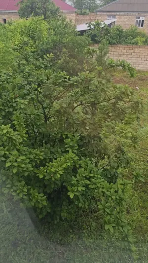 Товуз, садовый домик 5 комната, арендовать, 100 м² , 3 сот 