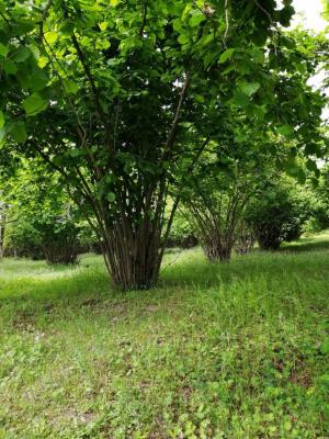 Гәбәлә, участок земли , продажа , 6 сот 