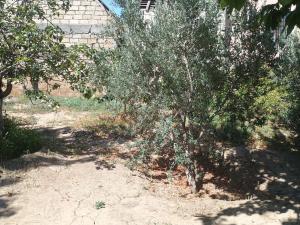 Бакы, участок земли , продажа , 20 сот , Сабунчу рајону