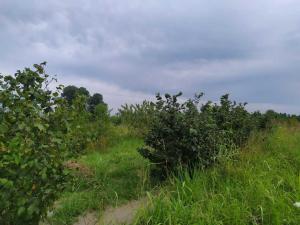 Хачмаз, участок земли , продажа , 120 сот 