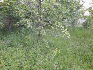 Губа, участок земли , продажа , 5 сот 