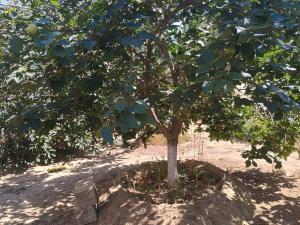 Бакы, участок земли , продажа , 20 сот , Сабунчу рајону