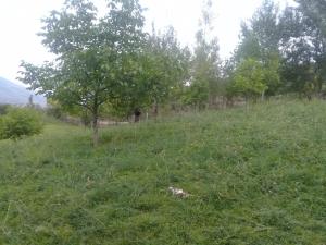 Исмајыллы, участок земли , продажа , 12 сот 