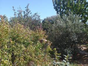 Бакы, участок земли , продажа , 20 сот , Сабунчу рајону