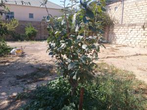 Бакы, участок земли , продажа , 20 сот , Сабунчу рајону