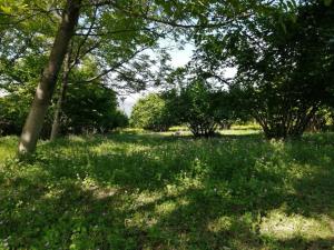 Гәбәлә, участок земли , продажа , 6 сот 