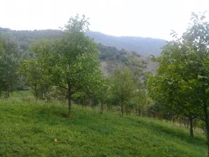 Исмајыллы, участок земли , продажа , 12 сот 